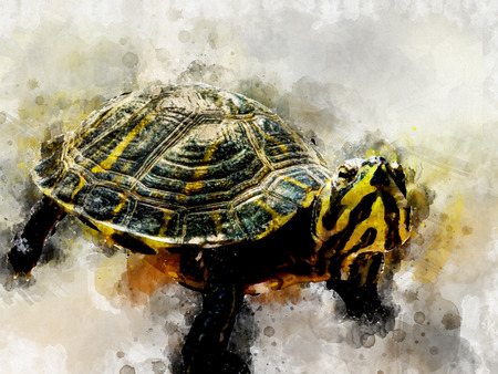 digitally created watercolor efect picture of black yellow turtle isolatedの写真素材