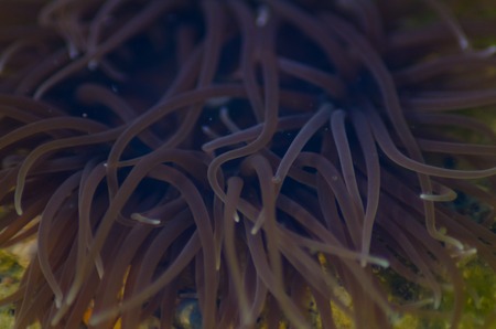 Snakelock anemone Anemonia virdus tentacles in natural environment in Mellieha Malta - underwater lifeの写真素材