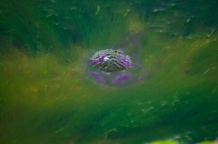 Purple jellyfish surrounded by green seaweed on low tide - underwater life