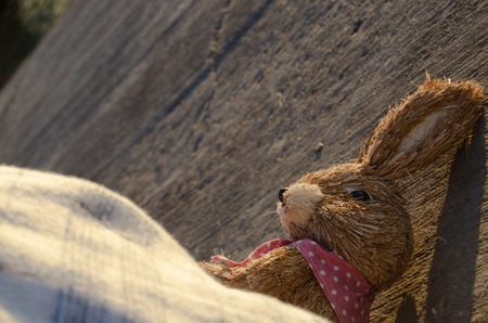 cute easter bunny head shoot and sea in the background.の写真素材