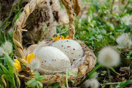 Bastket with two quil eggs in the gras with flowers - easter conceptの写真素材