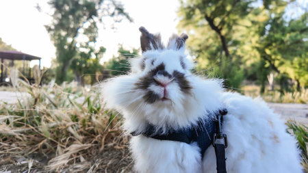 A fluffy, white and brown rabbit wearing a black harness is pictured outdoors surrounded by dried grasses. In the blurred background are green trees and a gazebo, suggesting a park setting.の写真素材