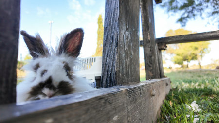 A white and brown rabbit with perked ears peeks from behind an old wooden fence. The outdoor scene includes green grass, and trees with a clear, blue sky in the background.の写真素材