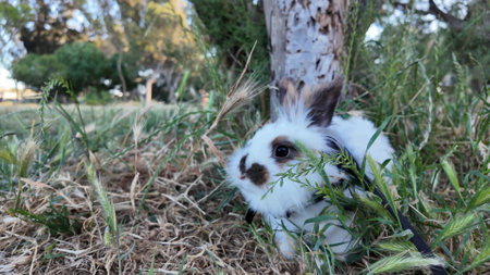 A white rabbit with brown and black spots is nestled in tall green grass near a tree. The rabbit looks out with bright eyes, blending seamlessly with the natural environment on a bright day.の写真素材