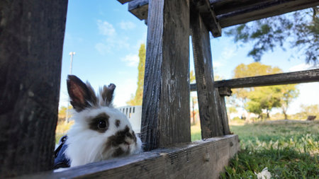 A brown and white bunny peers from under a weathered wooden structure, likely part of a table or frame. The setting appears to be an outdoor park area with green grass and trees.の写真素材