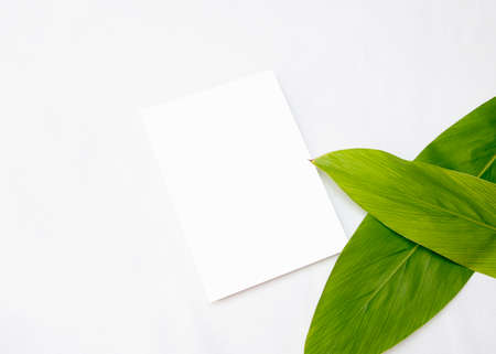 Invitation Mockup. Top view blank card on white background and leaves with clipping path.の写真素材
