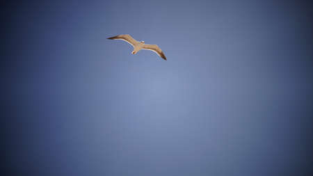 magnificent white bird gliding in clear blue skiesのeditorial素材