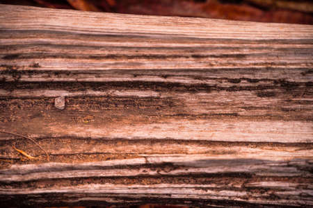 cracked texture on Old woodの写真素材