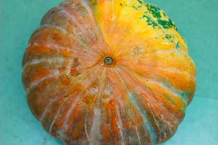 A green natural fresh Indian pumpkinの写真素材