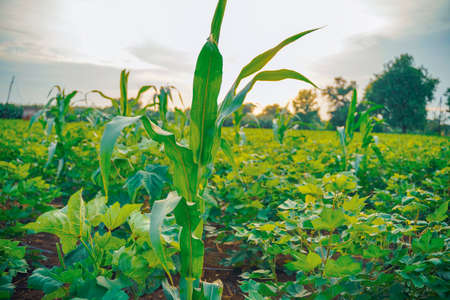 Growing Young Green Corn Seedling , Maize seedling in the agricultural fieldの写真素材