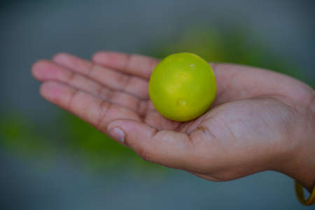 Green Lemons tree in the garden with daylight.の写真素材
