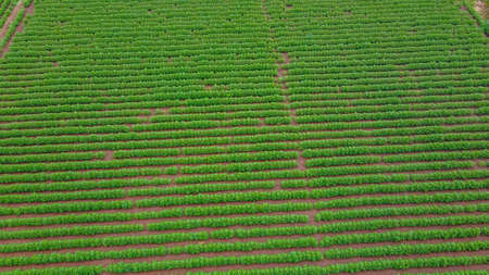 Aerial view of green cotton fieldの写真素材