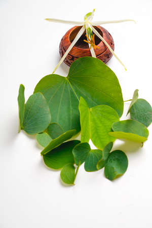 Happy Dussehra greeting card , green apta leaf and rice, Indian festival dussehra