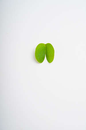 Happy Dussehra greeting card , green apta leaf and rice, Indian festival dussehraの写真素材