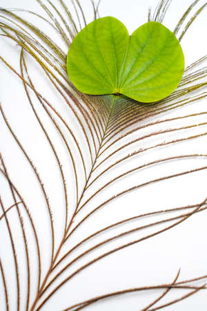 Happy Dussehra greeting card , green apta leaf and rice, Indian festival dussehra