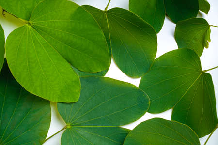 Happy Dussehra greeting card , green apta leaf and rice, Indian festival dussehra