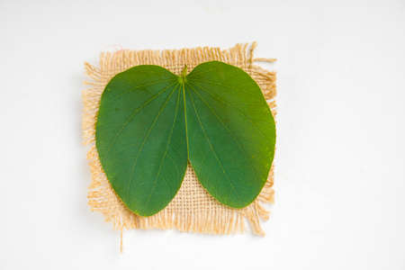 Happy Dussehra greeting card , green apta leaf and rice, Indian festival dussehra