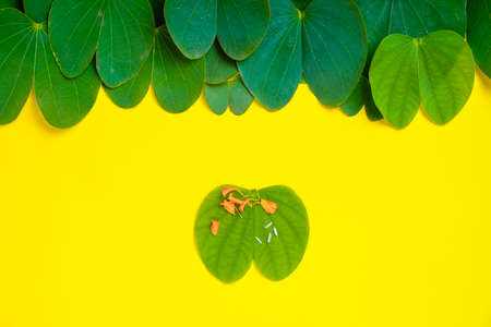 Happy Dussehra greeting card , green apta leaf and rice, Indian festival dussehra