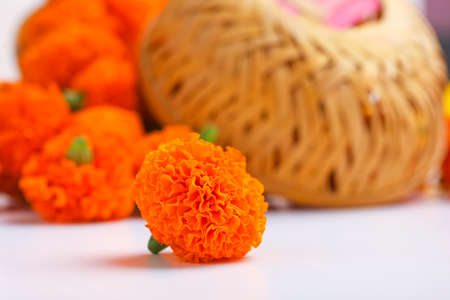 Marigold flowers on white backgroundの写真素材