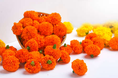 Marigold flowers on white backgroundの写真素材