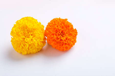 Marigold flowers on white backgroundの写真素材