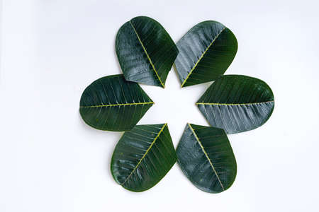 Marigold Flower rangoli Design for Diwali Festival , Indian Festival flower decorationの写真素材