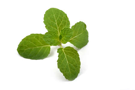 Fresh raw mint leaves isolated on white backgroundの写真素材