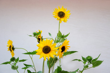 Beautiful sunflower on a sunny day with a natural background. Selective focus.の写真素材