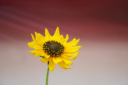 Beautiful sunflower on a sunny day with a natural background. Selective focus.の写真素材