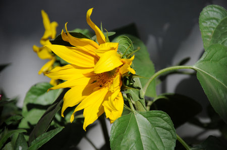 Beautiful sunflower on a sunny day with a natural background. Selective focus.の写真素材