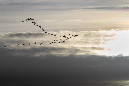 On your bird migration, the birds fly north past the setting sun. Photographed from the high point of the dune -  Meldorf Bay - Meldorf, Germanyの写真素材