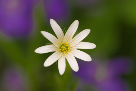 A small star-shaped flower in front of a green and purple background