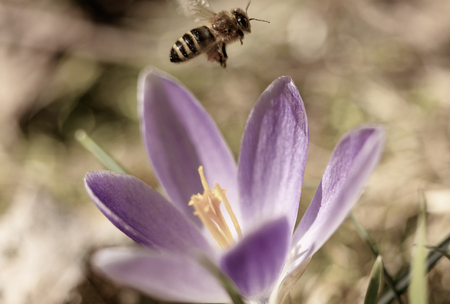The winter is over the blooming crocus - photographed in my own garden