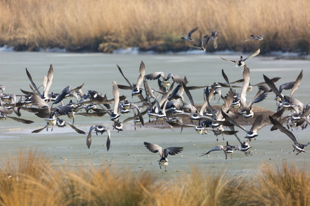 On an ice water surface is a flock of wild geese aproaching near Freiburg (Elbe), Germany