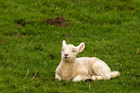 A still very young lamb lies peacefully in the meadow