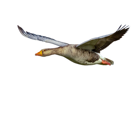 Left flying gray goose isolated on white.の写真素材