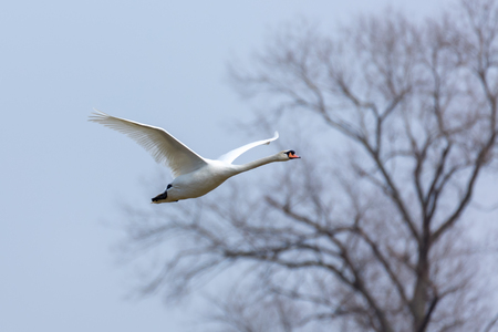 A white swan flowing in front of the silouette of a treetop.の写真素材