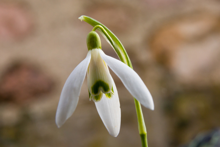 White, open and hanging flowers against a diffuse brownish background.の写真素材