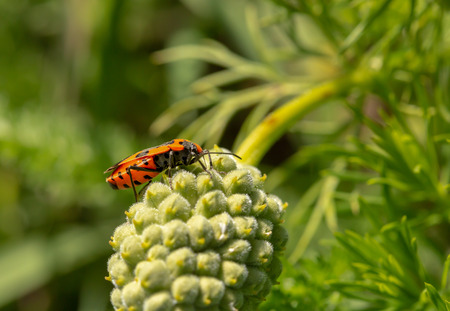 A red beetle with black dots sits on a spruce cone.