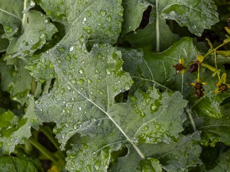 In the early morning dew drops adorn the green cabbage leaf.の写真素材