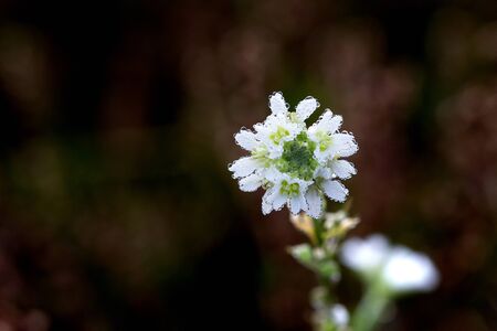 A white blossom full of dew drops photographed from above against the brown background of autumn leaves.の写真素材