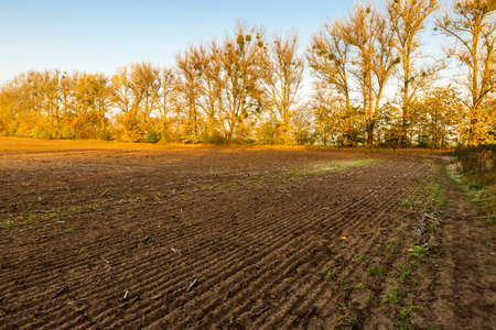 A furrowed agricultural field in the shade extends in front of a row of trees lit by the sun.の写真素材