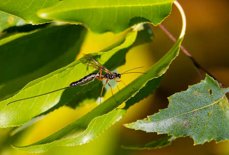 A parasitic wasp with a very long laying stinger sits on the green leafの写真素材
