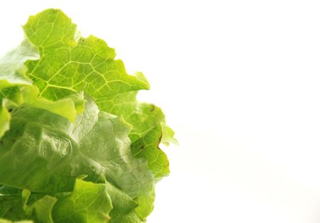 Salad leaves の写真素材