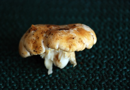 Boletus edulisの写真素材