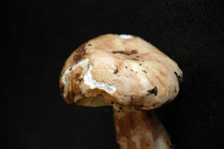 Boletus edulisの写真素材