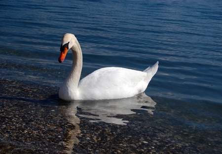 White swanの写真素材