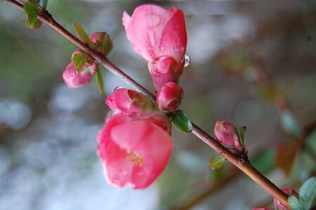 pink blossomの写真素材