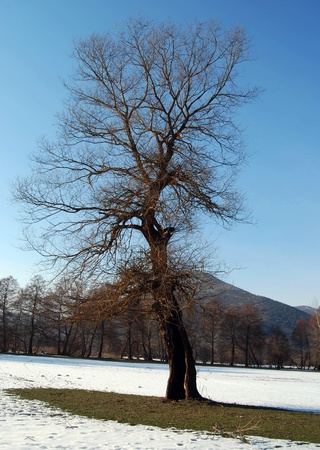 Sky, tree and snowの写真素材