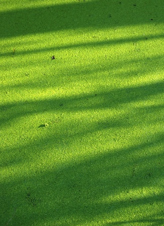 Green grass backgroundの写真素材